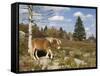 Wild Pony in Grayson Highlands State Park, Virginia, USA-Diane Johnson-Framed Stretched Canvas