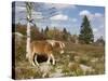 Wild Pony in Grayson Highlands State Park, Virginia, USA-Diane Johnson-Stretched Canvas