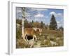 Wild Pony in Grayson Highlands State Park, Virginia, USA-Diane Johnson-Framed Photographic Print