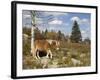 Wild Pony in Grayson Highlands State Park, Virginia, USA-Diane Johnson-Framed Photographic Print