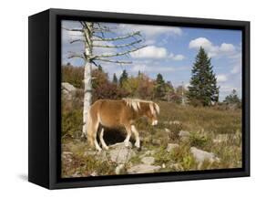 Wild Pony in Grayson Highlands State Park, Virginia, USA-Diane Johnson-Framed Stretched Canvas