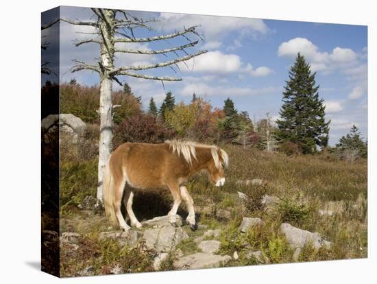 Wild Pony in Grayson Highlands State Park, Virginia, USA-Diane Johnson-Stretched Canvas