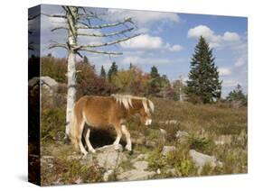 Wild Pony in Grayson Highlands State Park, Virginia, USA-Diane Johnson-Stretched Canvas