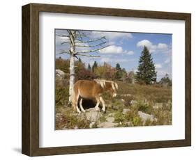 Wild Pony in Grayson Highlands State Park, Virginia, USA-Diane Johnson-Framed Photographic Print