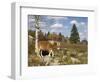 Wild Pony in Grayson Highlands State Park, Virginia, USA-Diane Johnson-Framed Photographic Print