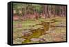 Wild Pony on Edge of Forest and Flooded Swamp Land in Winter-Veneratio-Framed Stretched Canvas