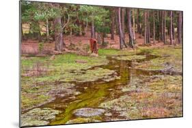 Wild Pony on Edge of Forest and Flooded Swamp Land in Winter-Veneratio-Mounted Photographic Print