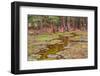 Wild Pony on Edge of Forest and Flooded Swamp Land in Winter-Veneratio-Framed Photographic Print