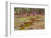 Wild Pony on Edge of Forest and Flooded Swamp Land in Winter-Veneratio-Framed Photographic Print