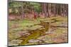 Wild Pony on Edge of Forest and Flooded Swamp Land in Winter-Veneratio-Mounted Photographic Print
