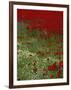 Wild Poppies, Anatolia, Turkey Minor, Eurasia-Woolfitt Adam-Framed Photographic Print