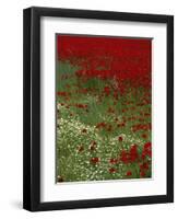 Wild Poppies, Anatolia, Turkey Minor, Eurasia-Woolfitt Adam-Framed Photographic Print