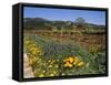 Wild Poppies and Lupine Flowers in a Vineyard, Kenwood Vineyards, Kenwood, Sonoma County-null-Framed Stretched Canvas