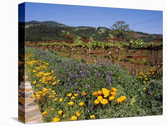 Wild Poppies and Lupine Flowers in a Vineyard, Kenwood Vineyards, Kenwood, Sonoma County-null-Stretched Canvas