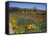 Wild Poppies and Lupine Flowers in a Vineyard, Kenwood Vineyards, Kenwood, Sonoma County-null-Framed Stretched Canvas