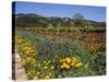 Wild Poppies and Lupine Flowers in a Vineyard, Kenwood Vineyards, Kenwood, Sonoma County-null-Stretched Canvas