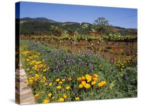 Wild Poppies and Lupine Flowers in a Vineyard, Kenwood Vineyards, Kenwood, Sonoma County-null-Stretched Canvas