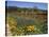 Wild Poppies and Lupine Flowers in a Vineyard, Kenwood Vineyards, Kenwood, Sonoma County-null-Stretched Canvas