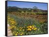 Wild Poppies and Lupine Flowers in a Vineyard, Kenwood Vineyards, Kenwood, Sonoma County-null-Framed Stretched Canvas