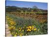Wild Poppies and Lupine Flowers in a Vineyard, Kenwood Vineyards, Kenwood, Sonoma County-null-Stretched Canvas