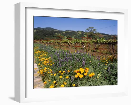Wild Poppies and Lupine Flowers in a Vineyard, Kenwood Vineyards, Kenwood, Sonoma County-null-Framed Photographic Print