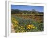 Wild Poppies and Lupine Flowers in a Vineyard, Kenwood Vineyards, Kenwood, Sonoma County-null-Framed Photographic Print