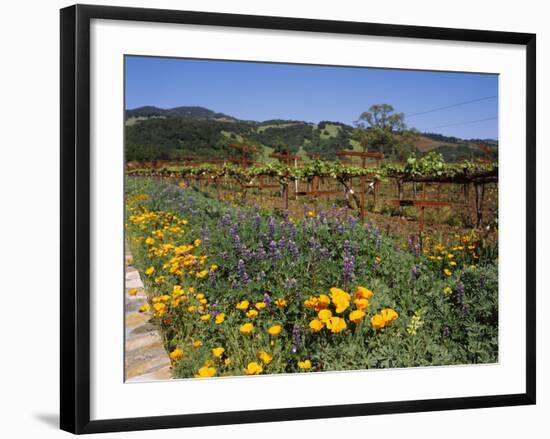 Wild Poppies and Lupine Flowers in a Vineyard, Kenwood Vineyards, Kenwood, Sonoma County-null-Framed Photographic Print