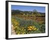 Wild Poppies and Lupine Flowers in a Vineyard, Kenwood Vineyards, Kenwood, Sonoma County-null-Framed Photographic Print