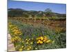 Wild Poppies and Lupine Flowers in a Vineyard, Kenwood Vineyards, Kenwood, Sonoma County-null-Mounted Photographic Print