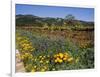 Wild Poppies and Lupine Flowers in a Vineyard, Kenwood Vineyards, Kenwood, Sonoma County-null-Framed Photographic Print