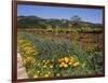 Wild Poppies and Lupine Flowers in a Vineyard, Kenwood Vineyards, Kenwood, Sonoma County-null-Framed Photographic Print