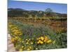 Wild Poppies and Lupine Flowers in a Vineyard, Kenwood Vineyards, Kenwood, Sonoma County-null-Mounted Photographic Print