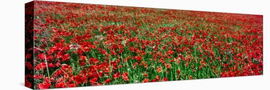 Wild poppies growing in a field, South Downs, Sussex, England-null-Stretched Canvas