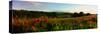 Wild poppies growing in a field, Wylye Valley, Stapleford, Wiltshire, England-null-Stretched Canvas