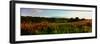 Wild poppies growing in a field, Wylye Valley, Stapleford, Wiltshire, England-null-Framed Photographic Print