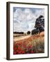 Wild Poppies, Hertfordshire, 2010-Cruz Jurado Traverso-Framed Giclee Print