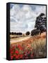 Wild Poppies, Hertfordshire, 2010-Cruz Jurado Traverso-Framed Stretched Canvas