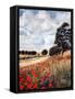 Wild Poppies, Hertfordshire, 2010-Cruz Jurado Traverso-Framed Stretched Canvas