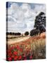 Wild Poppies, Hertfordshire, 2010-Cruz Jurado Traverso-Stretched Canvas