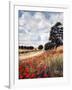Wild Poppies, Hertfordshire, 2010-Cruz Jurado Traverso-Framed Giclee Print