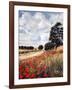 Wild Poppies, Hertfordshire, 2010-Cruz Jurado Traverso-Framed Giclee Print