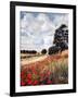 Wild Poppies, Hertfordshire, 2010-Cruz Jurado Traverso-Framed Giclee Print