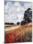 Wild Poppies, Hertfordshire, 2010-Cruz Jurado Traverso-Mounted Giclee Print