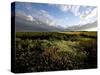 Wild Poppies in an Open Field in Norfolk, England, United Kingdom, Europe-David Pickford-Stretched Canvas