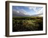 Wild Poppies in an Open Field in Norfolk, England, United Kingdom, Europe-David Pickford-Framed Premium Photographic Print