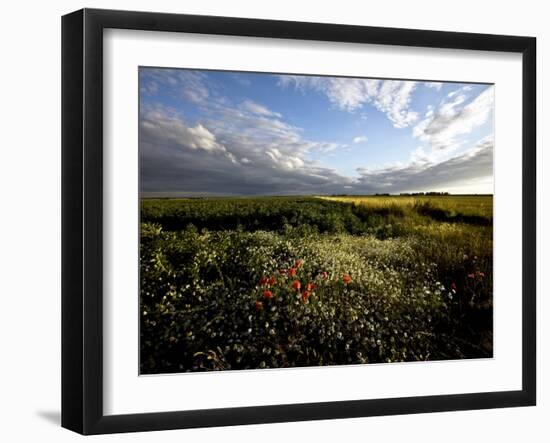 Wild Poppies in an Open Field in Norfolk, England, United Kingdom, Europe-David Pickford-Framed Photographic Print