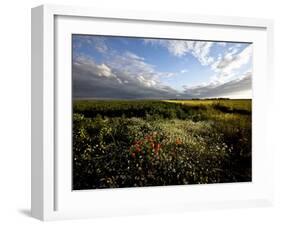 Wild Poppies in an Open Field in Norfolk, England, United Kingdom, Europe-David Pickford-Framed Photographic Print