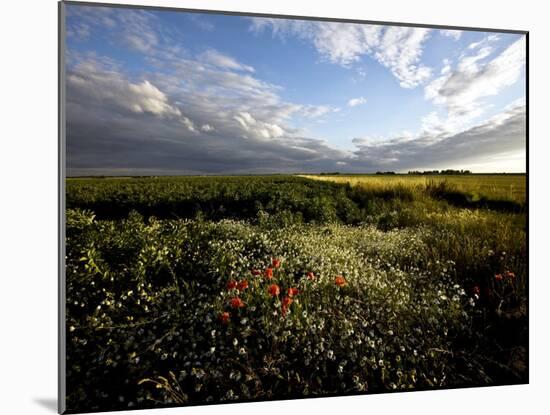 Wild Poppies in an Open Field in Norfolk, England, United Kingdom, Europe-David Pickford-Mounted Photographic Print
