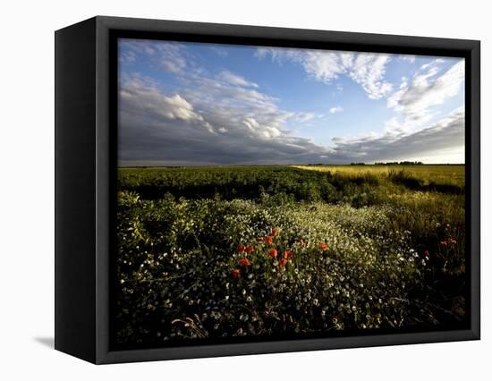 Wild Poppies in an Open Field in Norfolk, England, United Kingdom, Europe-David Pickford-Framed Stretched Canvas