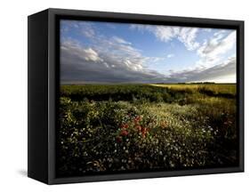 Wild Poppies in an Open Field in Norfolk, England, United Kingdom, Europe-David Pickford-Framed Stretched Canvas